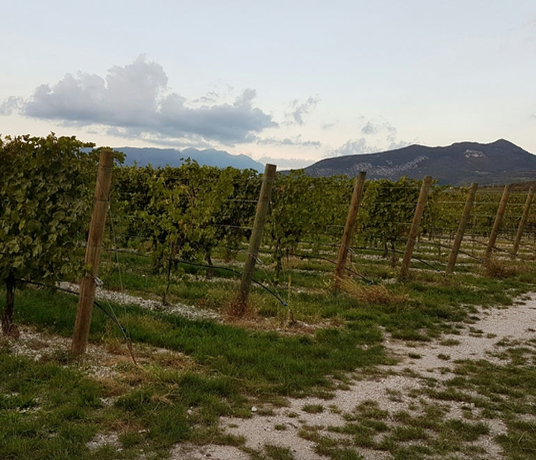 The Italian Wine Trip Day 1 - Allegrini