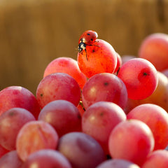 Italian Organic and Vegan Wines