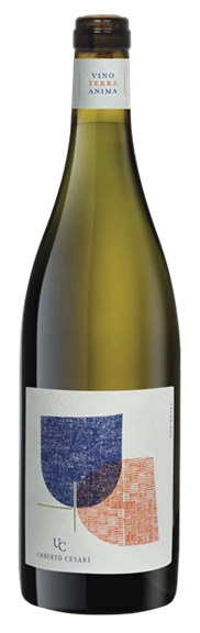 Umberto Cesari, Emilia Romagna, Amphora Trebbiano